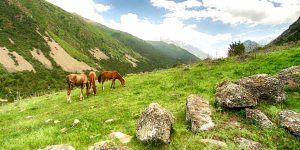قرية الخيول الأصيلة في بيشكيك 